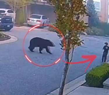 Медвед трчао ка дечаку, реакција мушкарца спречила трагедију