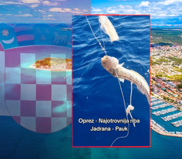 ОПРЕЗ: Хрвати упецали НАЈОТРОВНИЈУ рибу Јадрана (ВИДЕО)