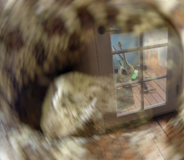 "ЗАТО СЕ НЕ СЕЛИМО У АУСТРАЛИЈУ": Огромна змија испред врата