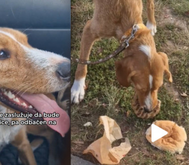 УДОМЉЕН БЕКИ: Пас којег су напустиле близнакиње пронашао дом