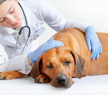 KORISNI SAVETI: Kako umiriti psa pre posete veterinaru