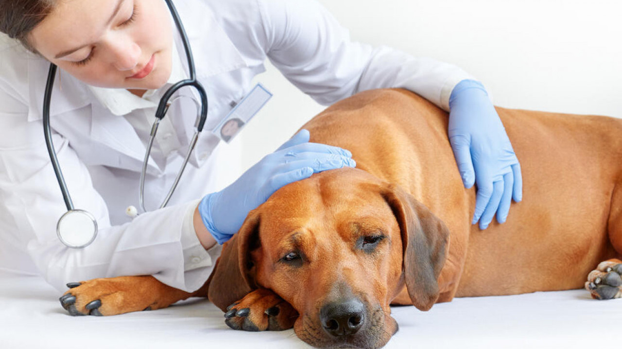 KORISNI SAVETI: Kako umiriti psa pre posete veterinaru