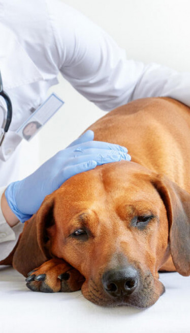 ЧУВАЈТЕ СВОЈЕ ЉУБИМЦЕ: Када је најбоље стерилисати пса?