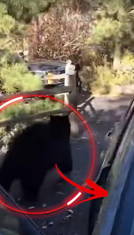 Medved napravio HAOS u autu, hrabri čuvar ga najurio (VIDEO)