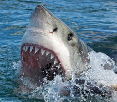 ХОРОР: Убили ајкулу, а онда су нашли људско тело у њој