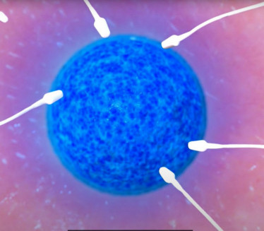 IZVINITE MOMCI: Dokazano da jajna ćelija bira spermatozod!