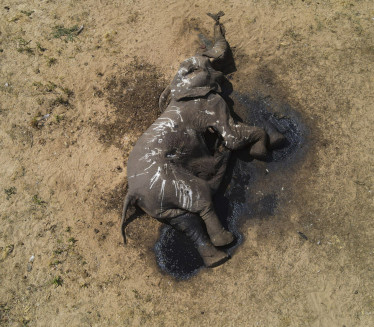 БИОЛОШКА КАТАСТРОФА Угинуло преко 100 слонова због "Ел Ниња"