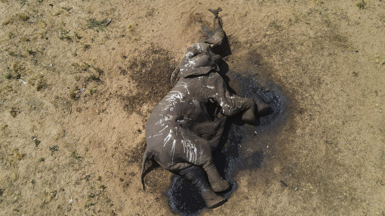 БИОЛОШКА КАТАСТРОФА Угинуло преко 100 слонова због "Ел Ниња"