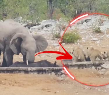 ОВО СЕ РЕТКО ВИЂА: Слон покушао да спаси "плен" од лавица