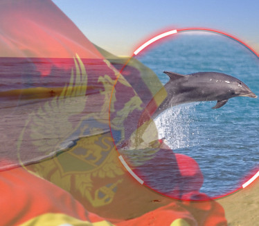 ТУЖАН ПРИЗОР У ЦГ: На плажи пронађен насукан угинули делфин