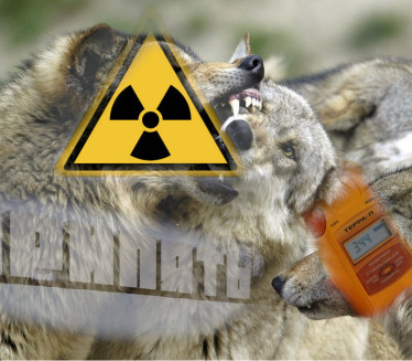 NAUČNICI U ŠOKU: Analiza vukova iz Černobilja - imuni na rak