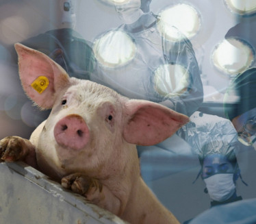 3 ГМО ПРАСЕТА: Узгој свиња за трансплатацију органа на људе