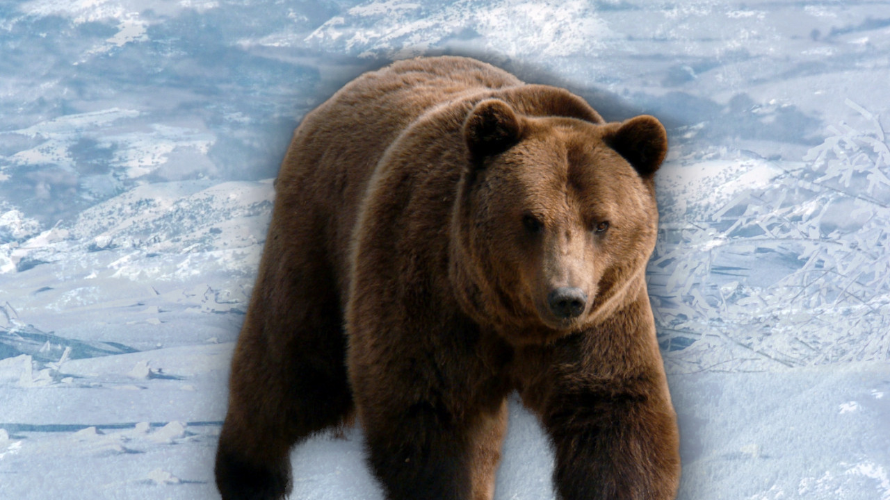 Medved napao skijaša na Šar-planini - ujedao ga po nogama