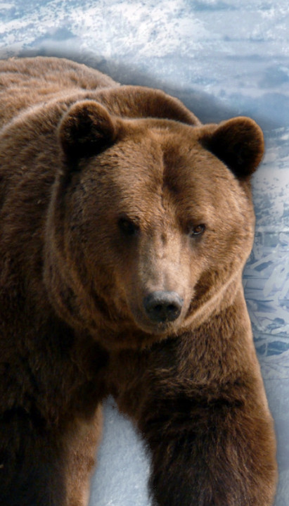 Medved napao skijaša na Šar-planini - ujedao ga po nogama