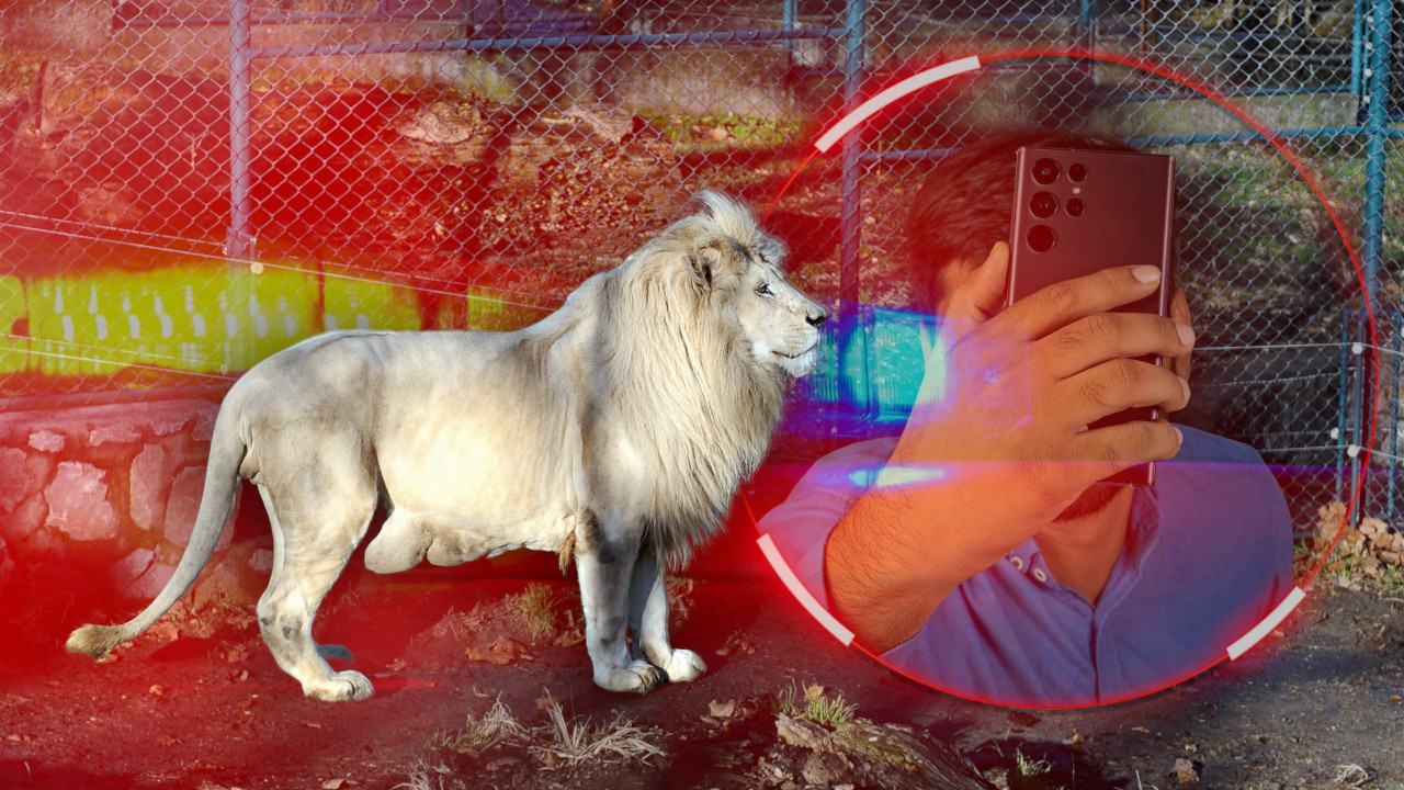 SELFI SMRTI: Muškarac ušao u kavez sa lavom i stradao