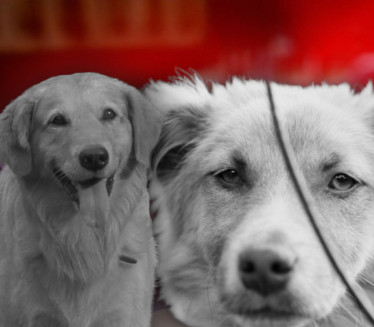 HOROR KOD ĐAKOVA: Brutalno ubijena dva omiljena lokalna psa