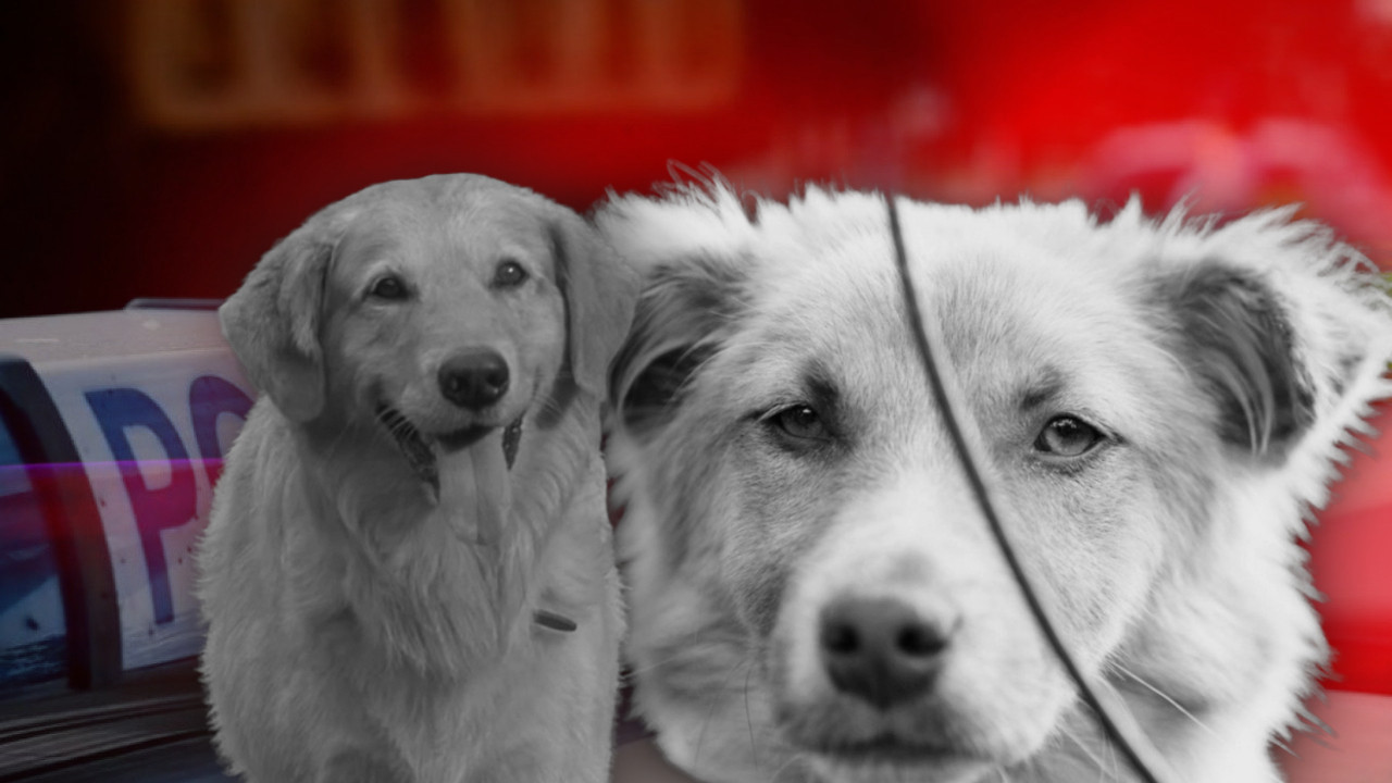 ХОРОР КОД ЂАКОВА: Брутално убијена два омиљена локална пса