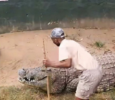 SNIMAK UŽASA: Krokodil ščepao radnika u ZOO vrtu za nogu