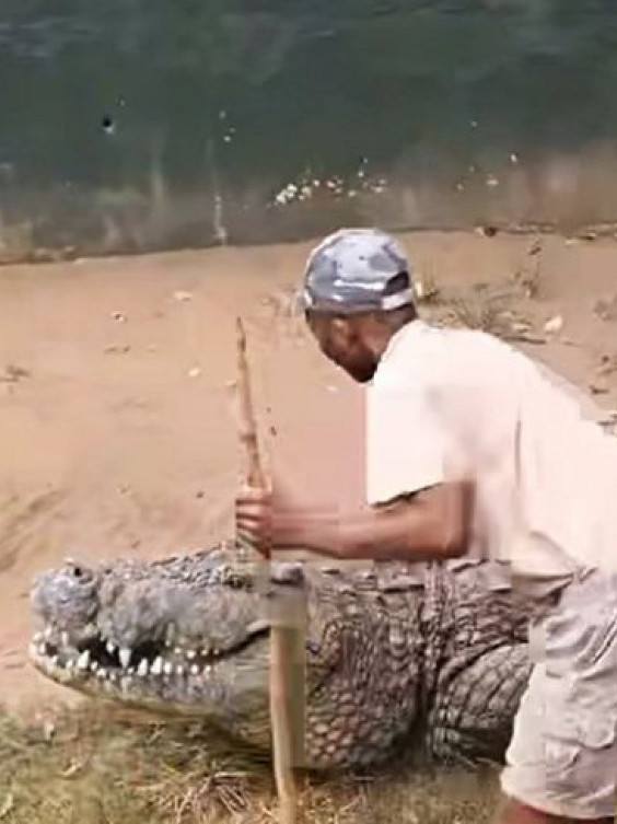 СНИМАК УЖАСА: Крокодил шчепао радника у ЗОО врту за ногу