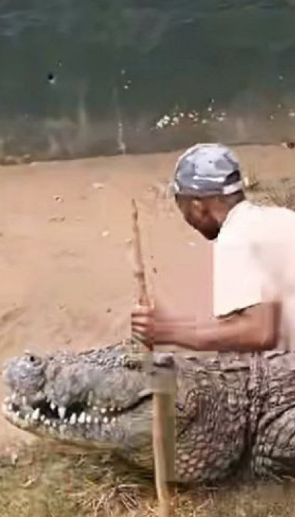 SNIMAK UŽASA: Krokodil ščepao radnika u ZOO vrtu za nogu