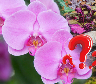 СЈАЈАН ТРИК: Како натерати орхидеју да поново процвета