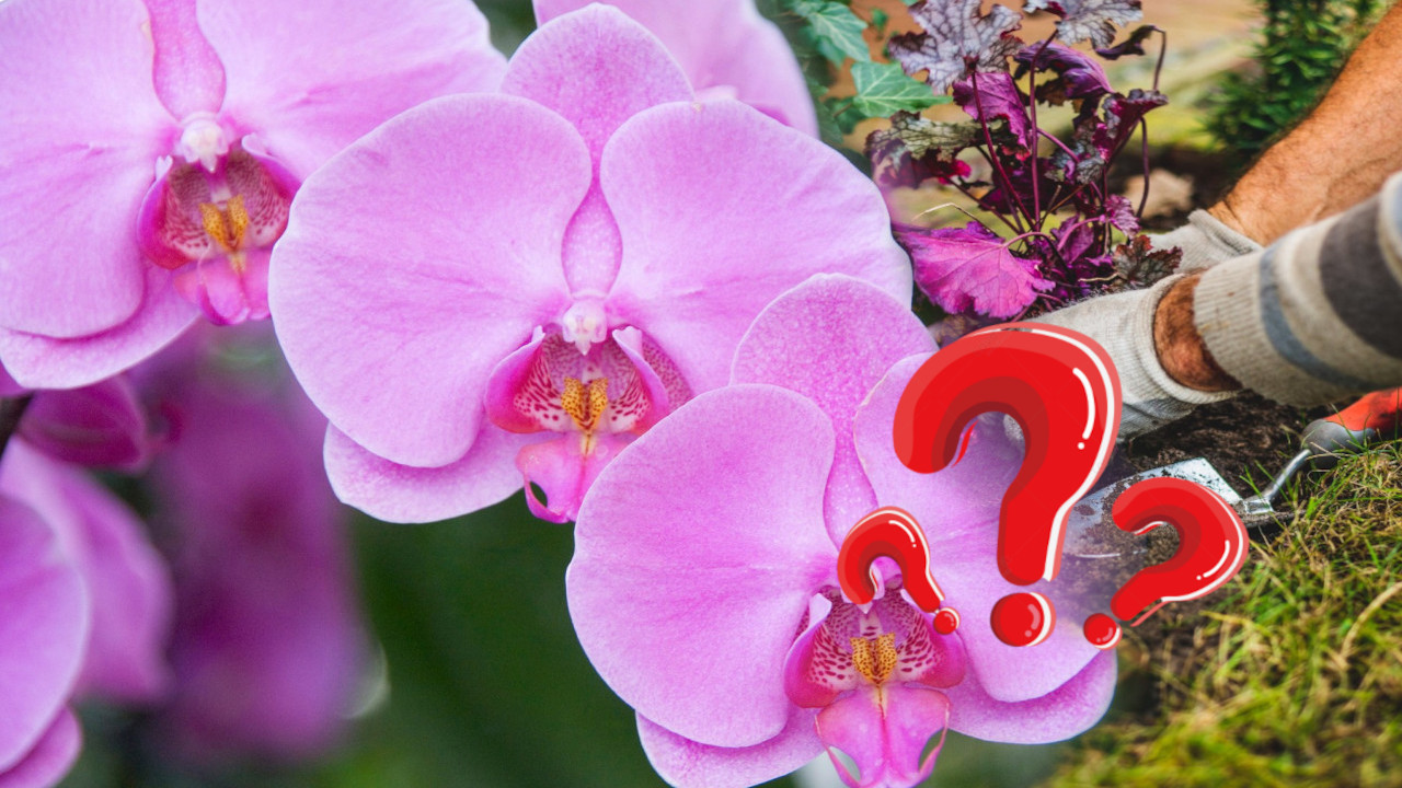 SJAJAN TRIK: Kako naterati orhideju da ponovo procveta