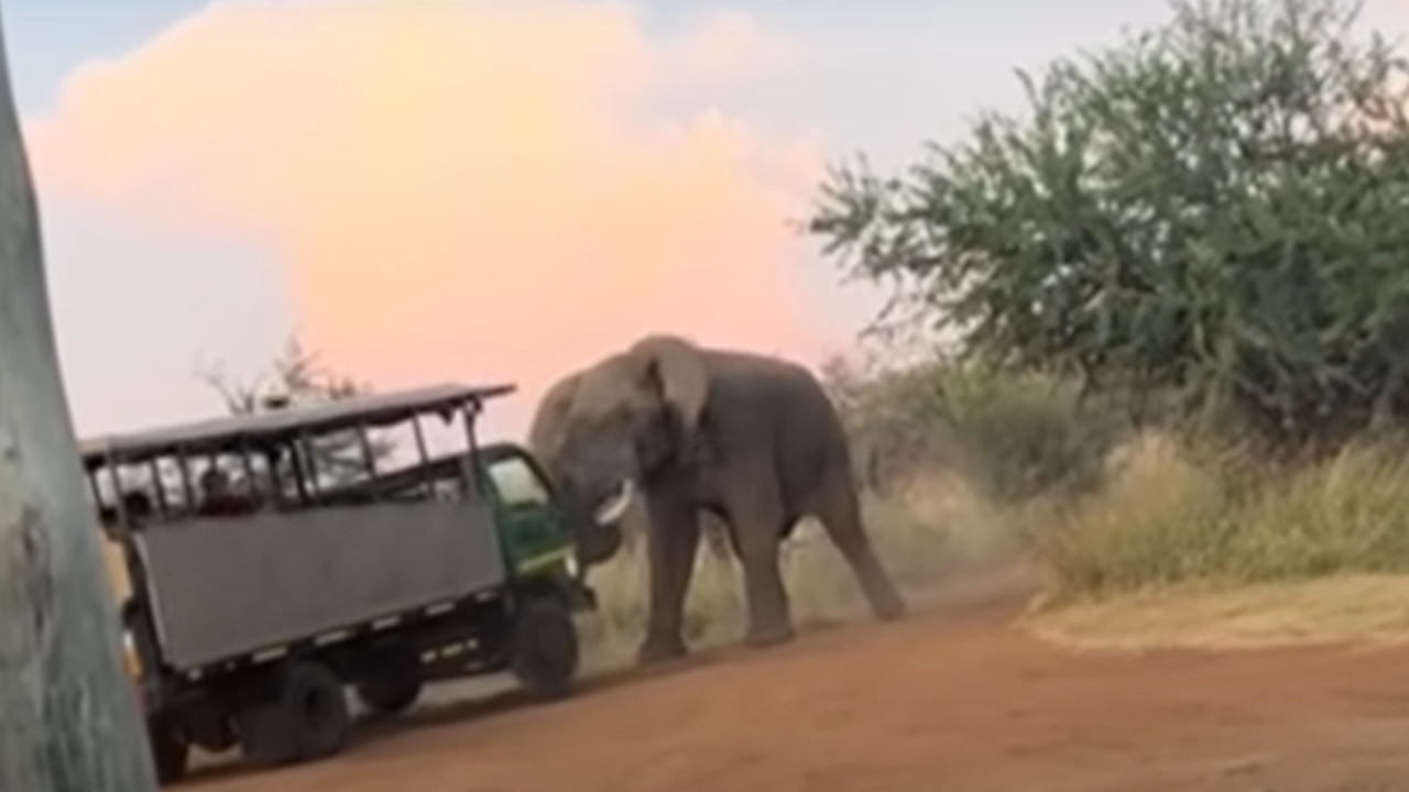 Slon napao autobus sa turistima - dizao ga u vazduh (VIDEO)