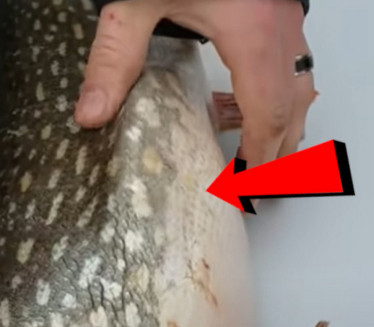 Уловили рибу, па приметили да јој се нешто помера у стомаку