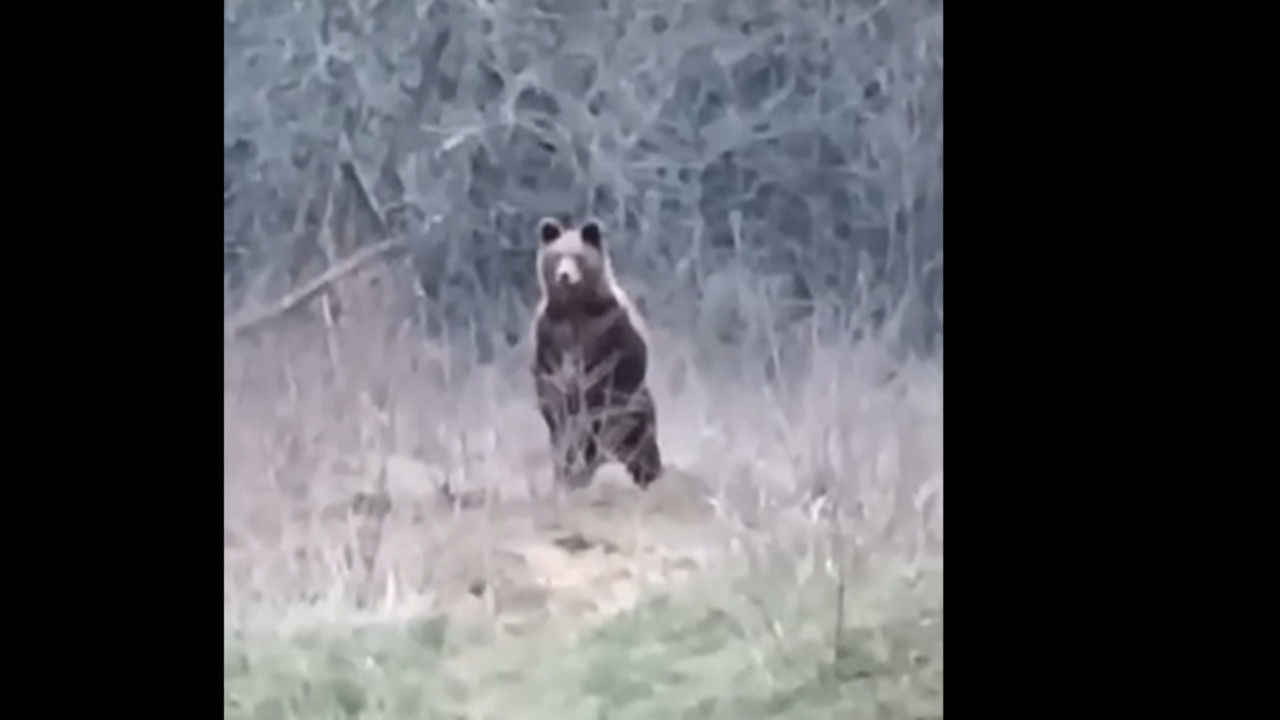 "MA JEDI BA" Penzioner iz BiH se sprijateljio sa medvedom