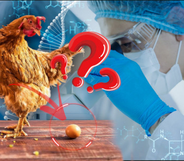 НАУЧНИЦИ ДАЛИ СВОЈ СУД: Шта је старије - кокошка или јаје?