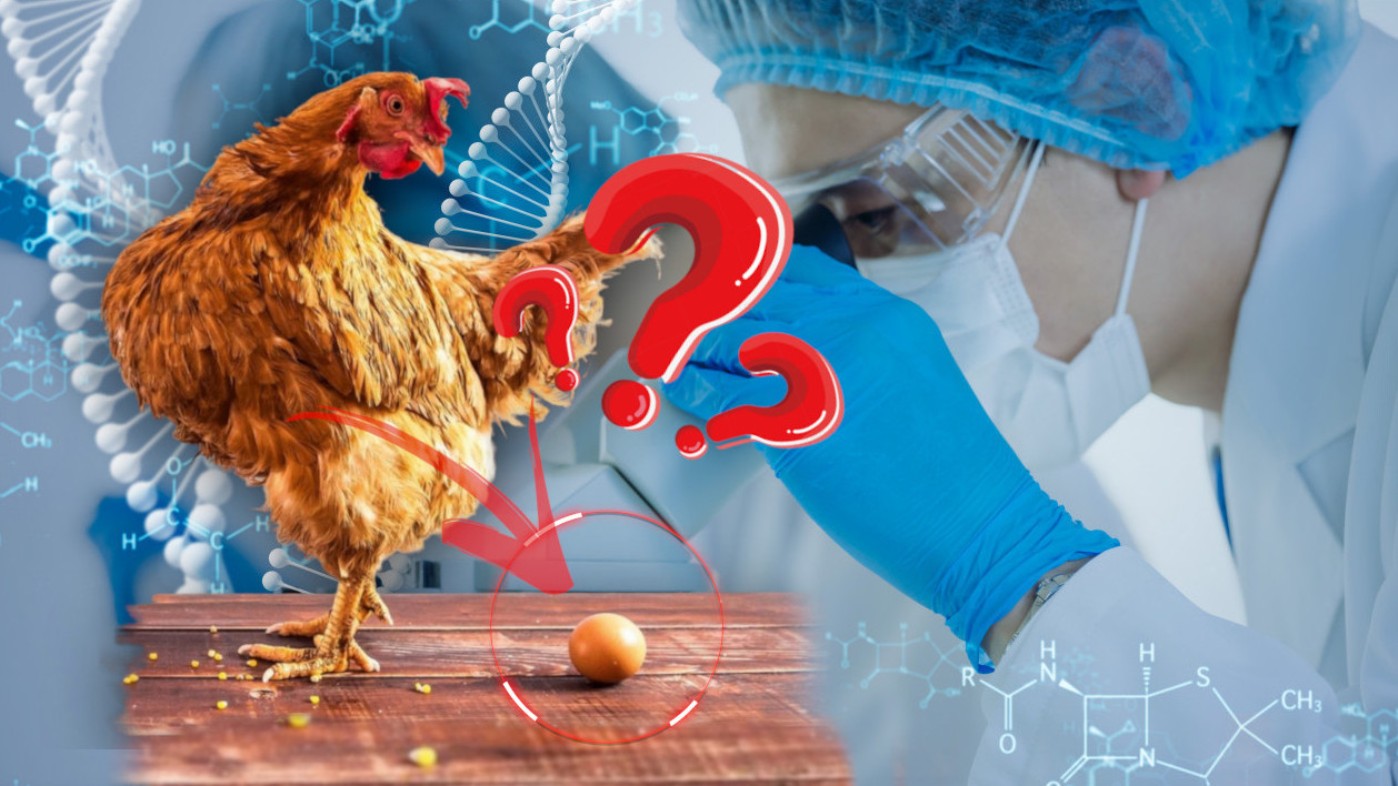 НАУЧНИЦИ ДАЛИ СВОЈ СУД: Шта је старије - кокошка или јаје?