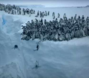 SNIMAK ZA NEVERICU: 700 pingvina skakalo sa litice