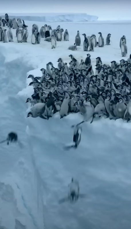 СНИМАК ЗА НЕВЕРИЦУ: 700 пингвина скакало са литице