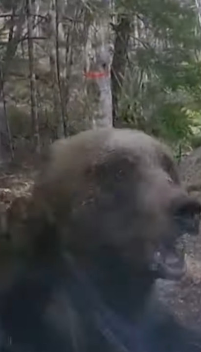 DRAMA NA ŠUMSKOM PUTU: Medved skočio i napao kamion (VIDEO)